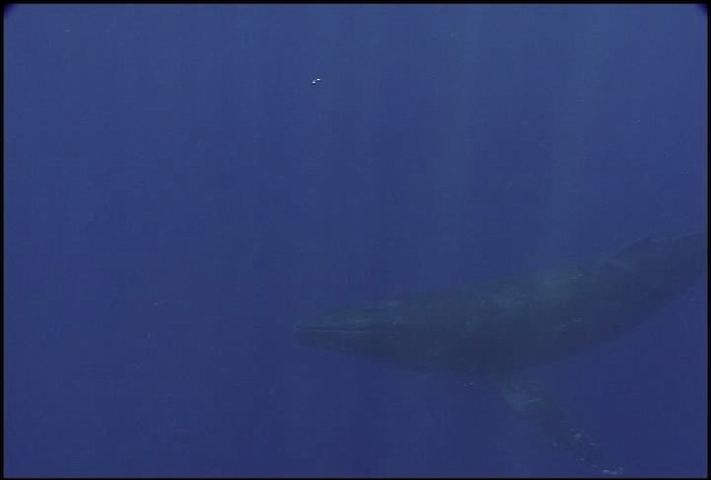 Humpback Whale - ML460626