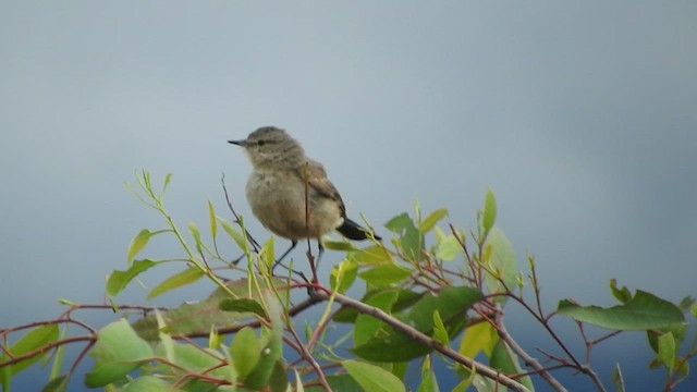 Spot-billed Ground-Tyrant - ML460626041