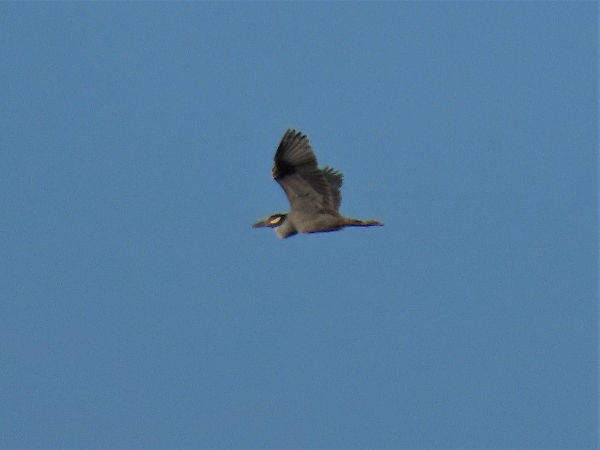 Yellow-crowned Night Heron - ML460626131