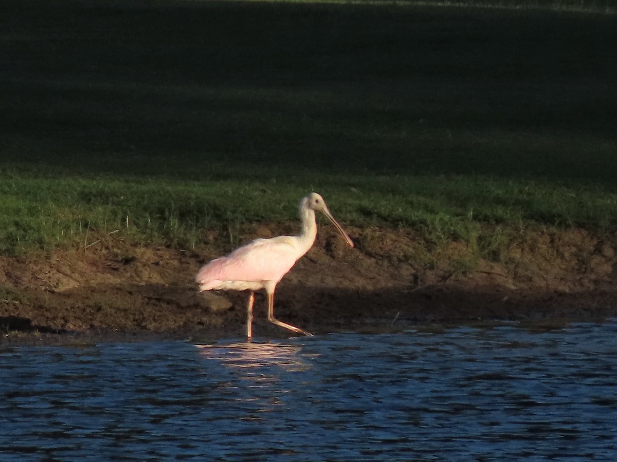 Roseate Spoonbill - ML460626211