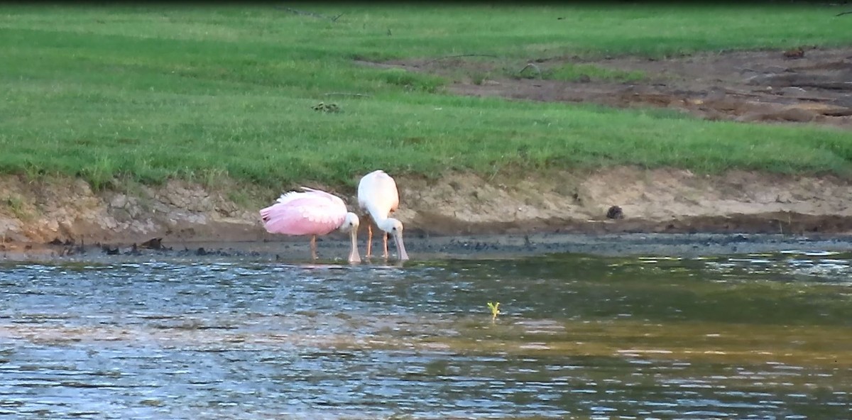 Roseate Spoonbill - ML460626351