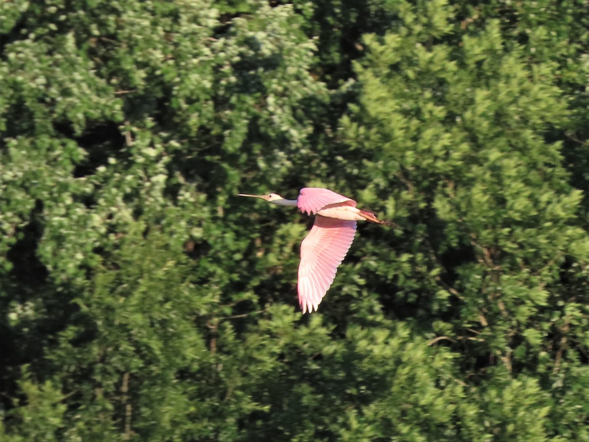 Roseate Spoonbill - ML460626591