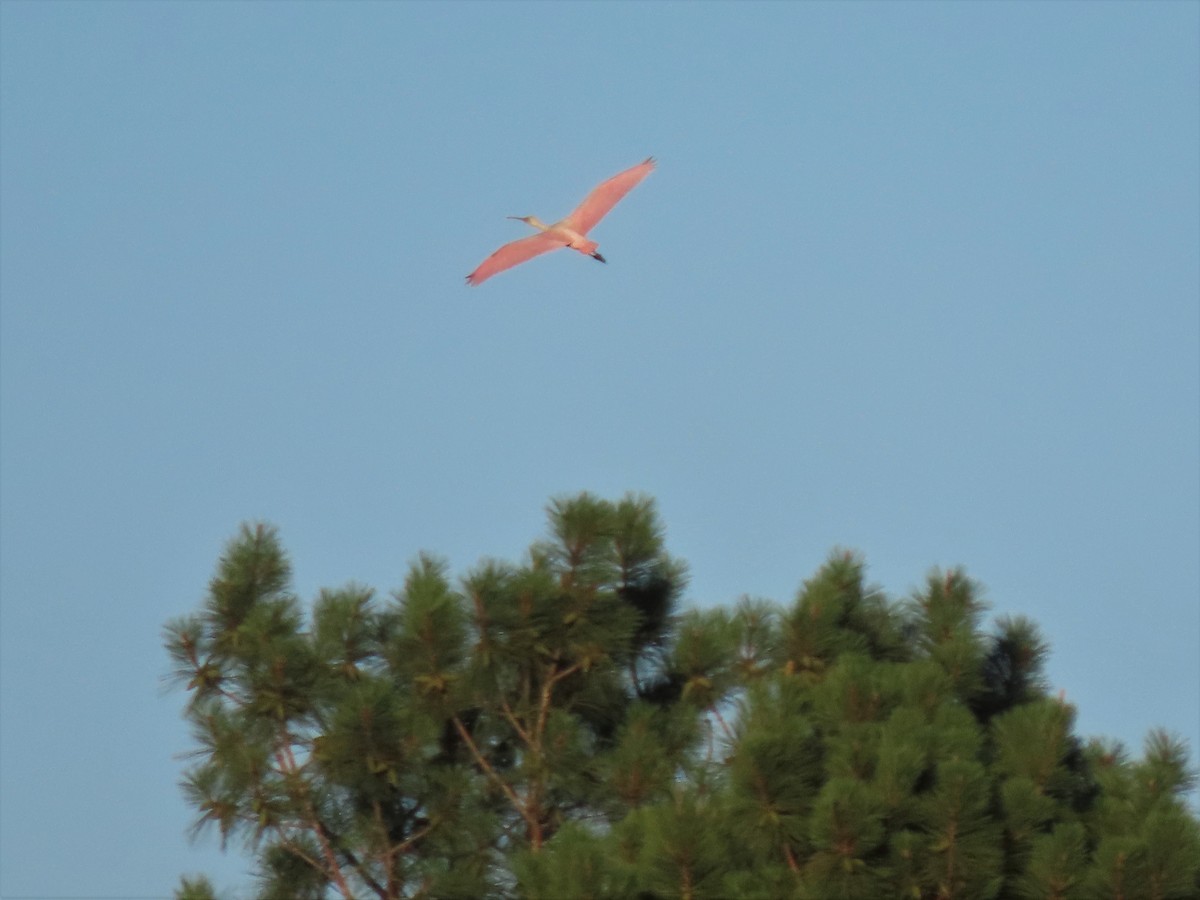 Roseate Spoonbill - ML460626601