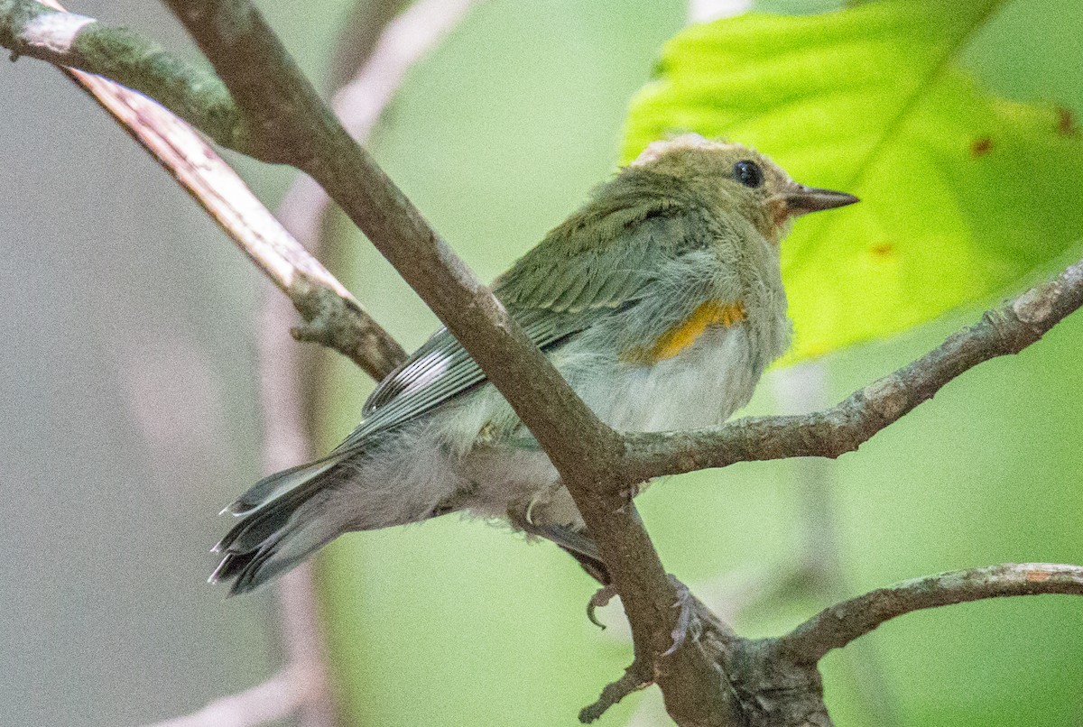 Prothonotary Warbler - ML460629171