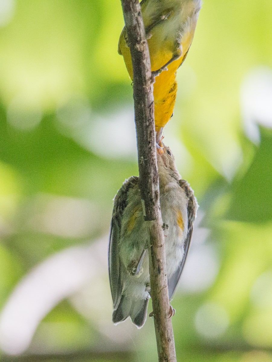 Prothonotary Warbler - ML460629191
