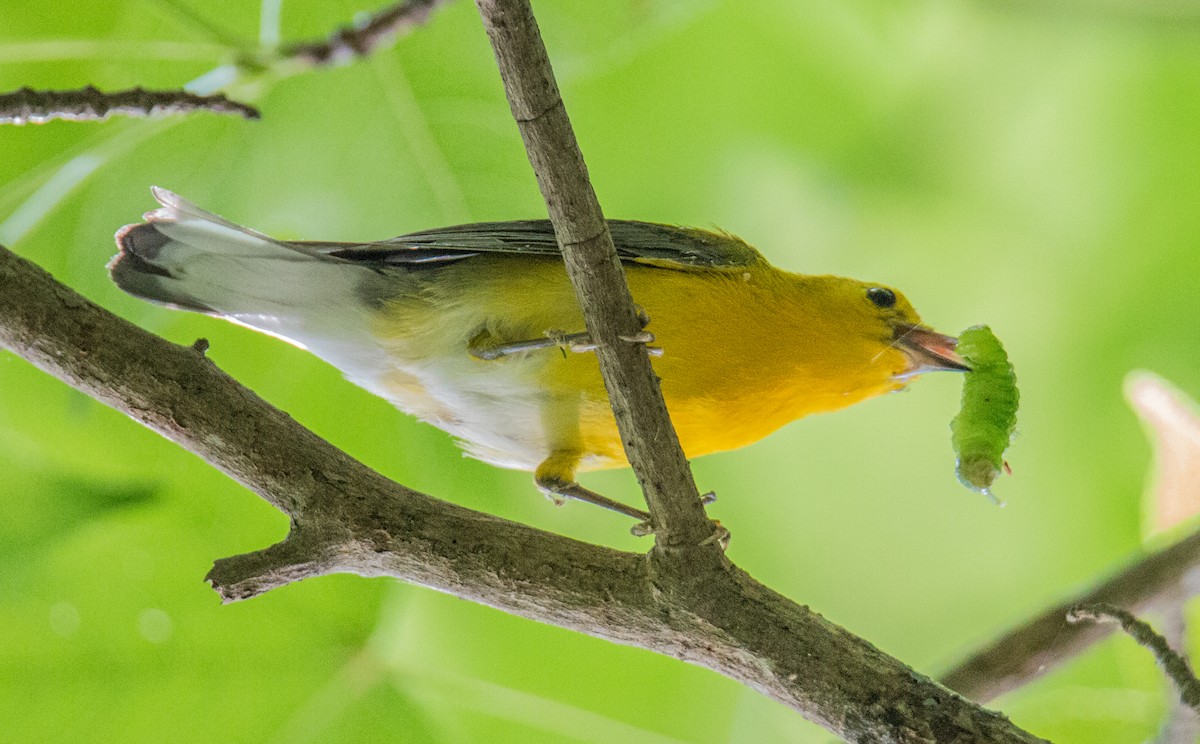 Prothonotary Warbler - ML460629211