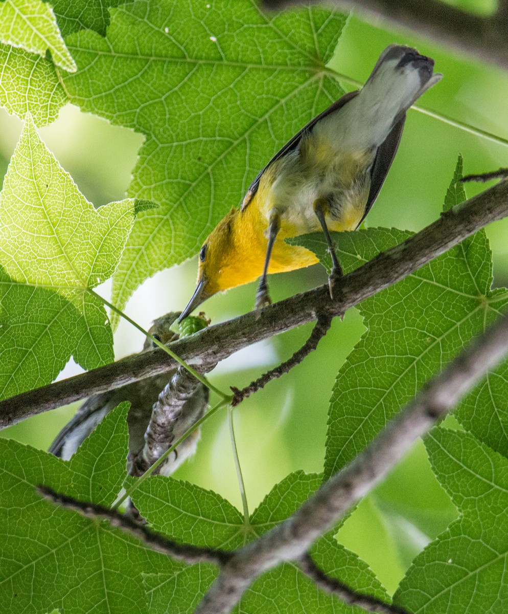 Prothonotary Warbler - ML460629251