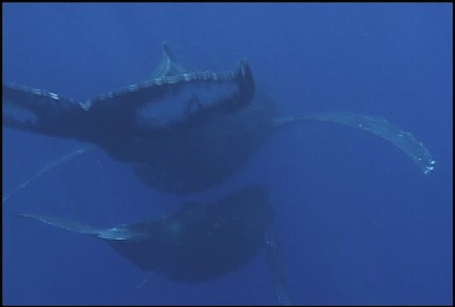 Humpback Whale - ML460630
