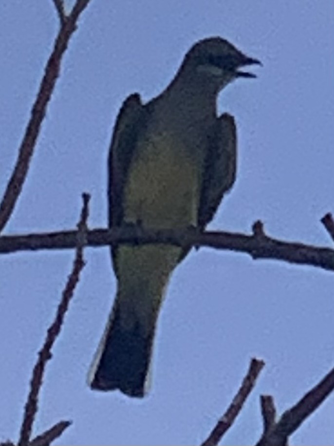 Western Kingbird - ML460630651