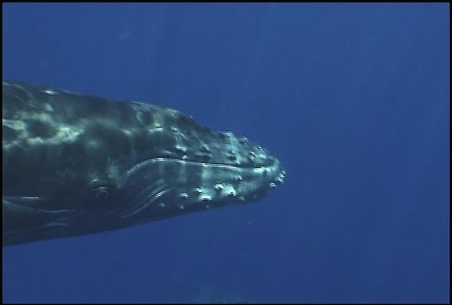 Humpback Whale - ML460631