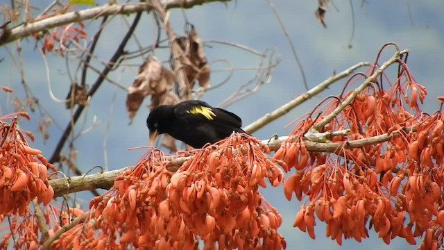Cassique cul-jaune - ML460631701