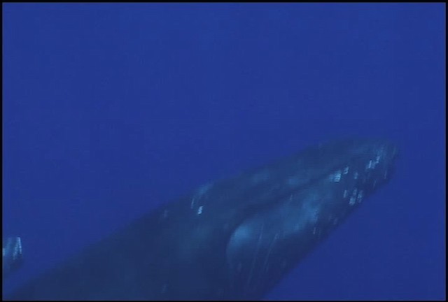 Humpback Whale - ML460632