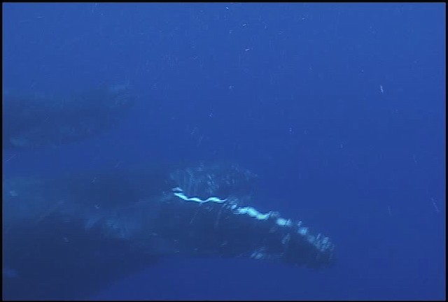 Humpback Whale - ML460633