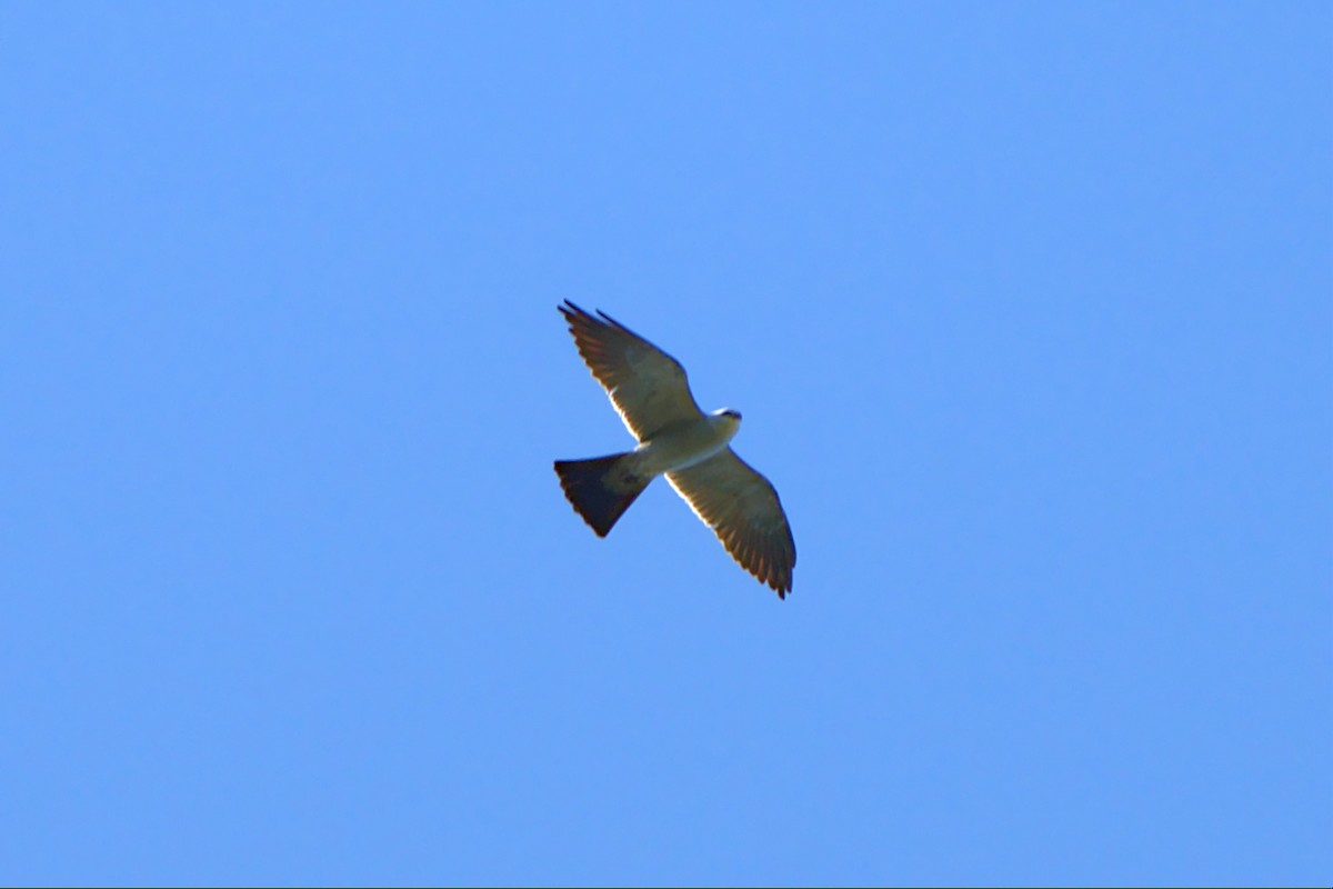 Mississippi Kite - ML460633091