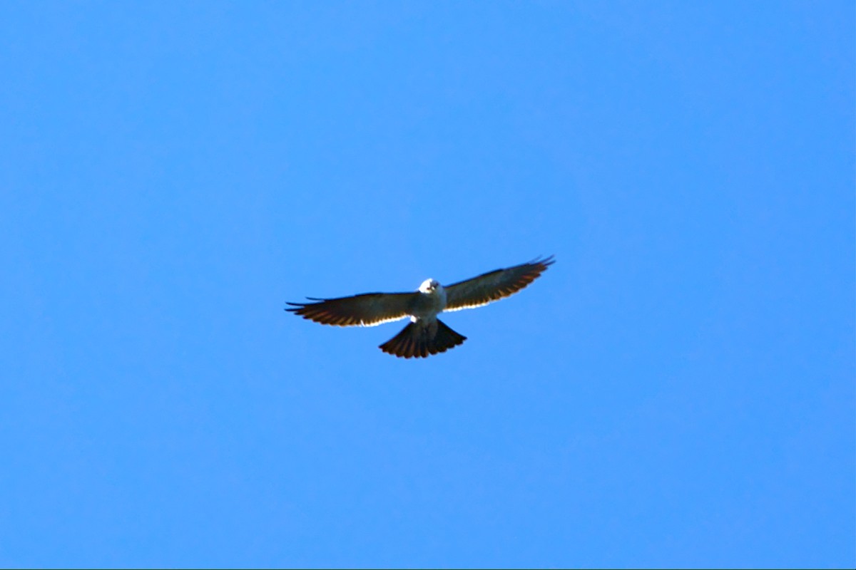 Mississippi Kite - ML460633101