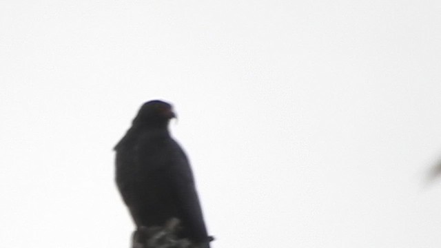 Slender-billed Kite - ML460633421