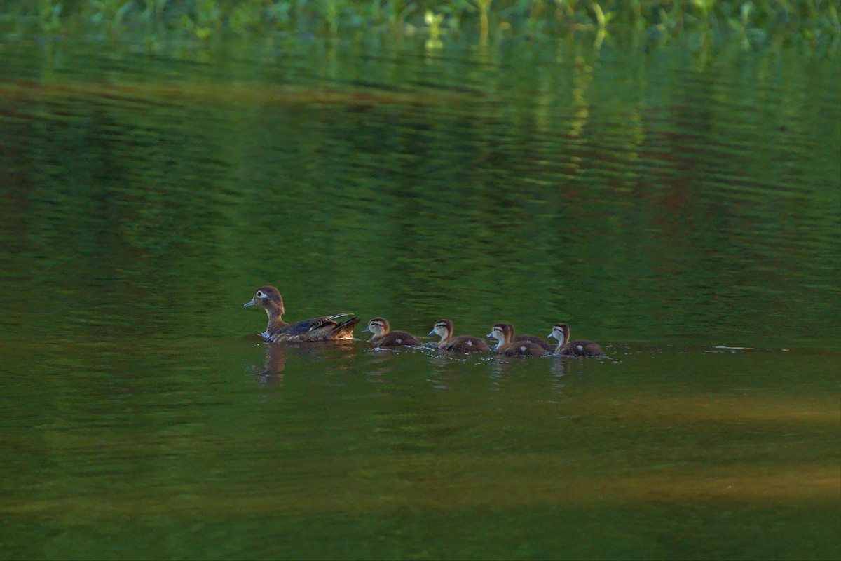 Wood Duck - ML460633541