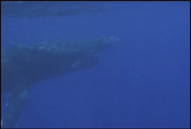 Humpback Whale - ML460634