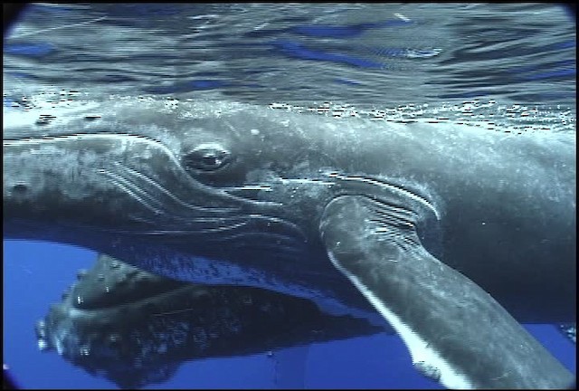 Humpback Whale - ML460635