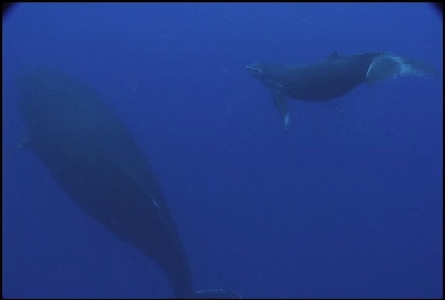 Humpback Whale - ML460636