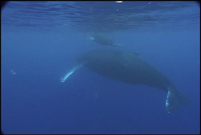 Humpback Whale - ML460637