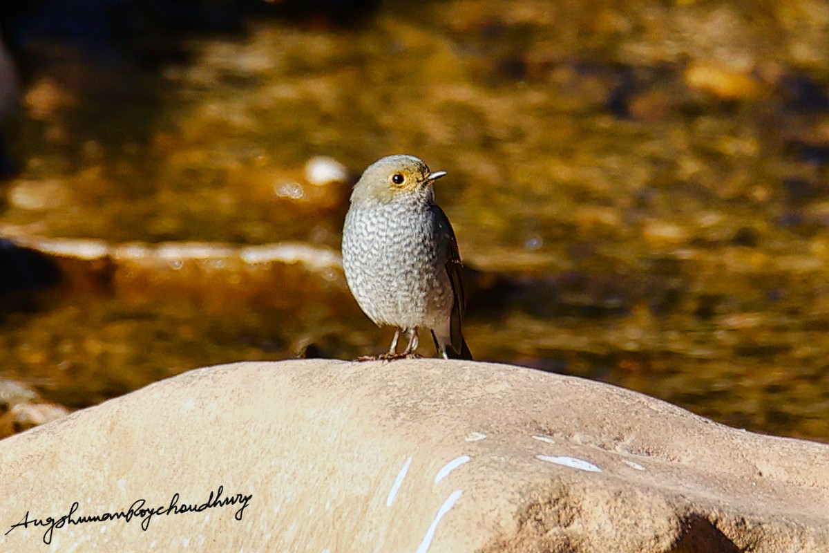 Plumbeous Redstart - ML460637011