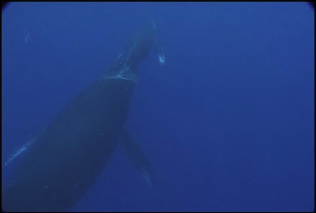 Humpback Whale - ML460638