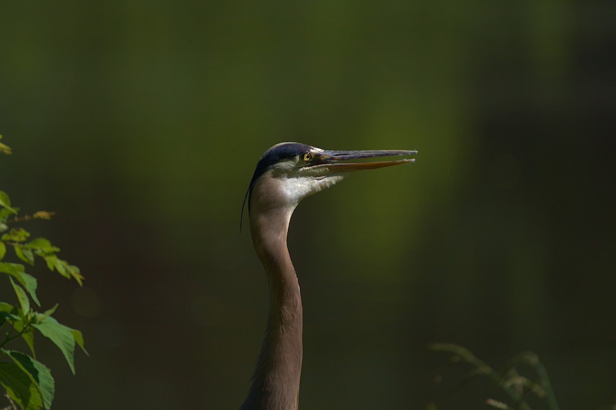 Great Blue Heron - ML460638191