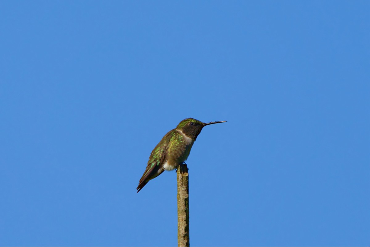 Ruby-throated Hummingbird - Mark Montazer