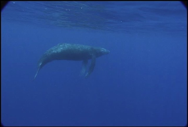Humpback Whale - ML460639