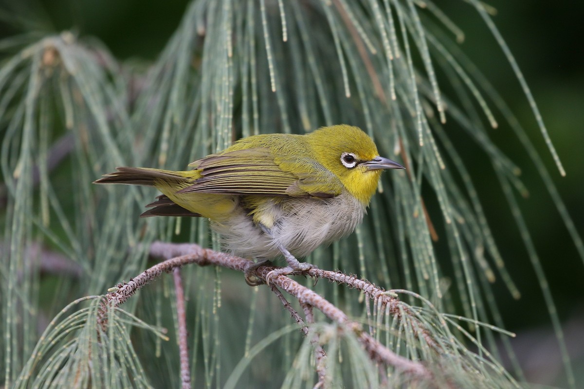 Ashy-bellied White-eye - ML460639061