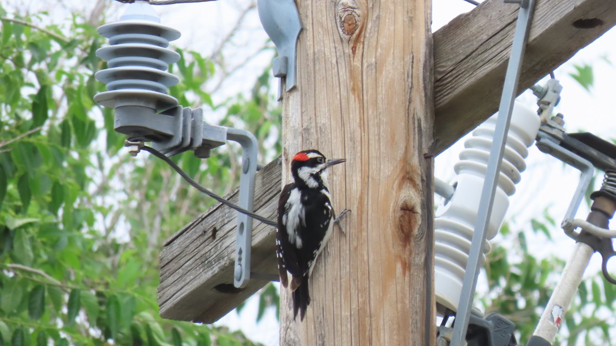 Hairy Woodpecker - ML460639571