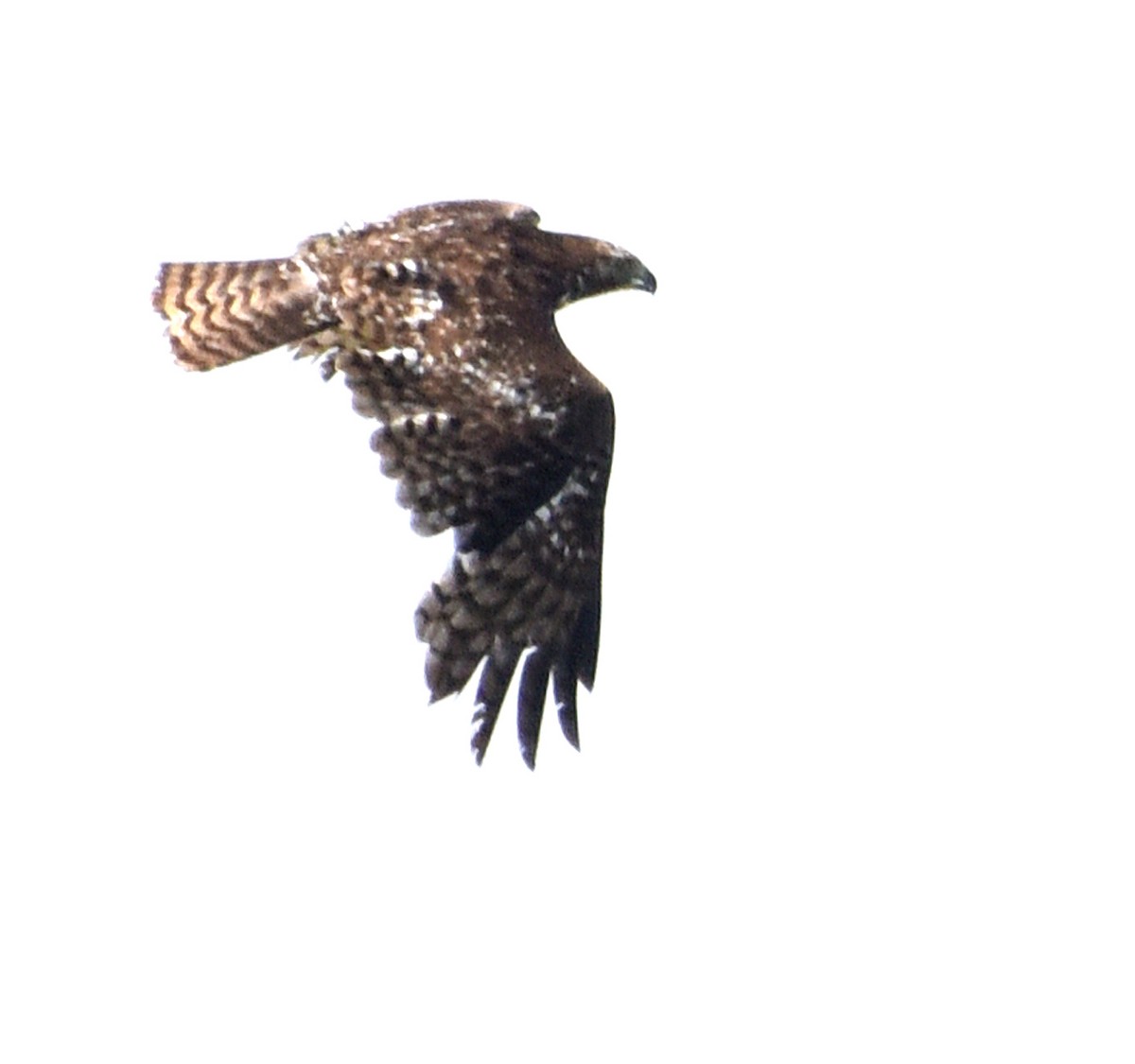 Red-tailed Hawk (Harlan's) - ML460640751