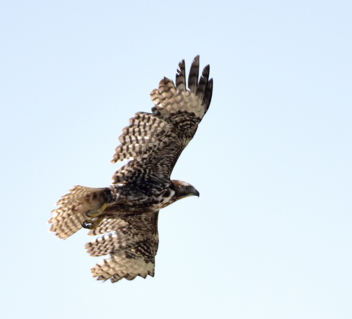 Red-tailed Hawk (Harlan's) - ML460640801