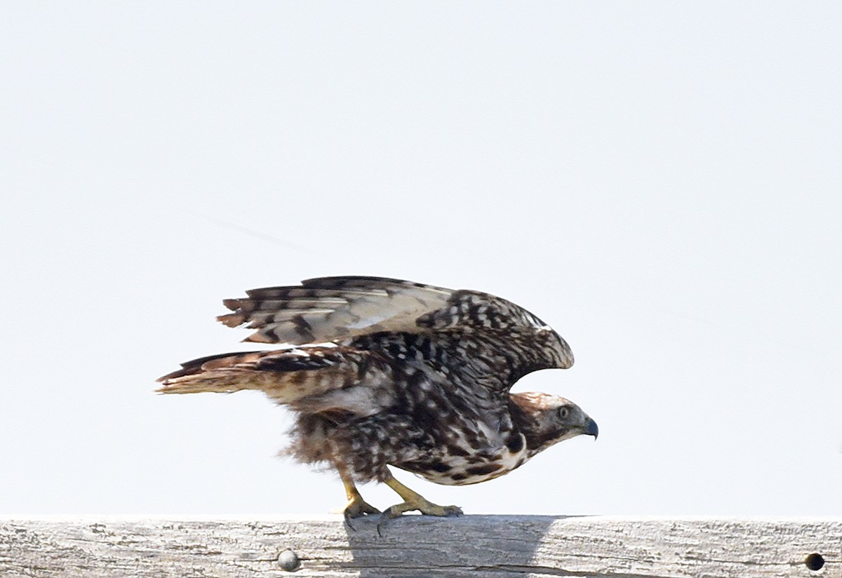 Red-tailed Hawk (Harlan's) - ML460640831