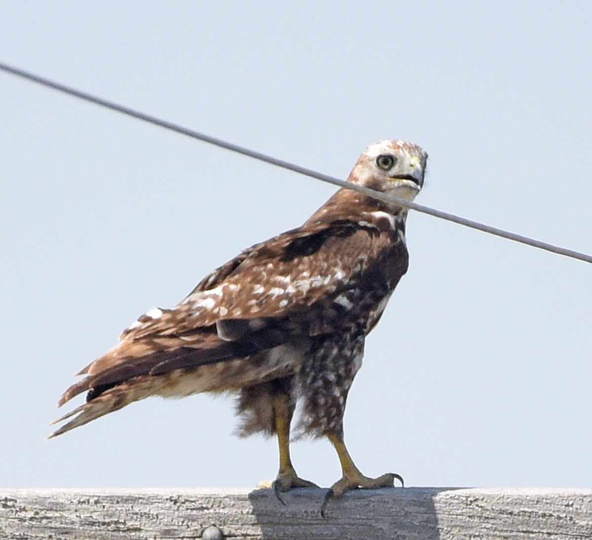 Red-tailed Hawk (Harlan's) - ML460640841