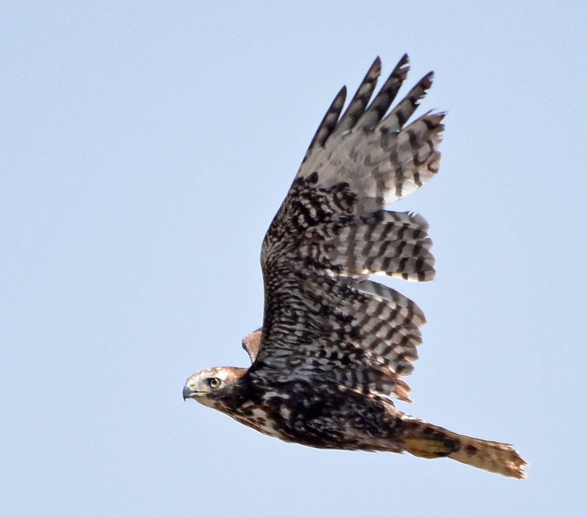 Red-tailed Hawk (Harlan's) - Steven Mlodinow