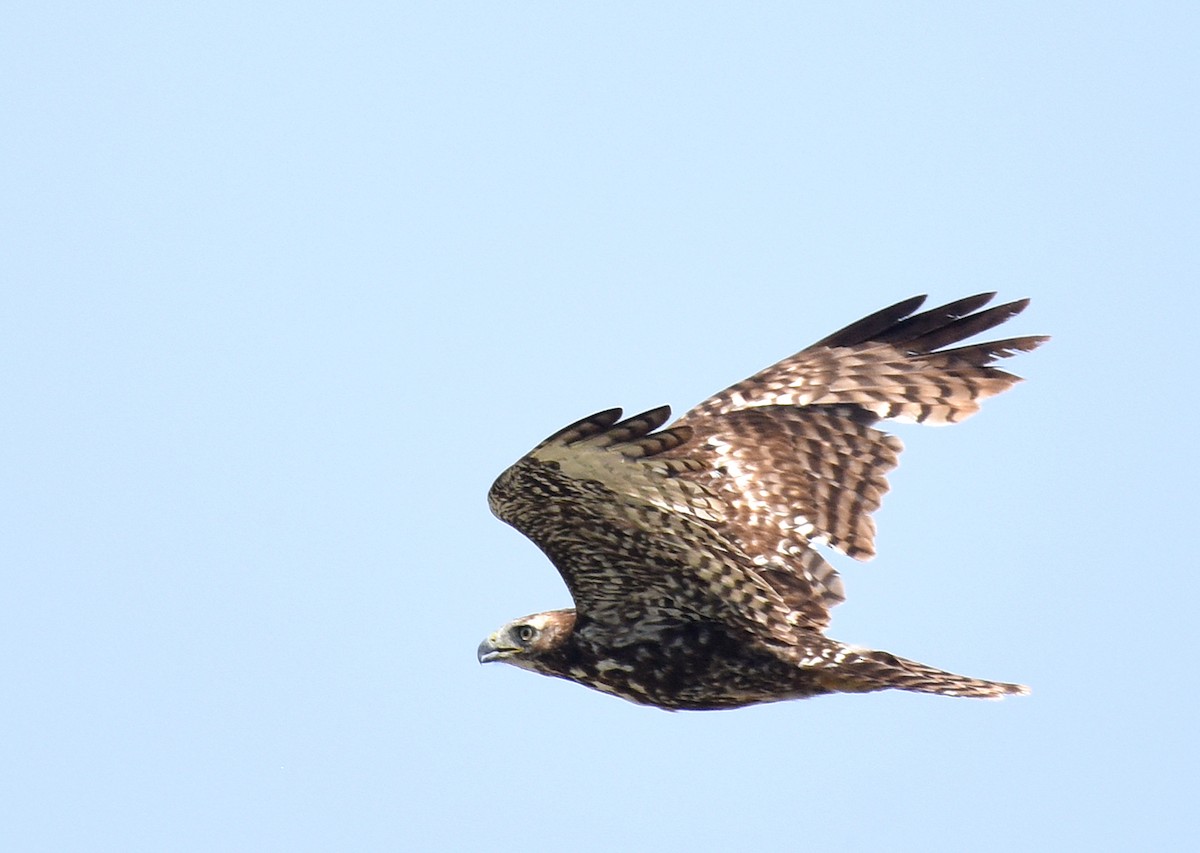 Red-tailed Hawk (Harlan's) - ML460640871