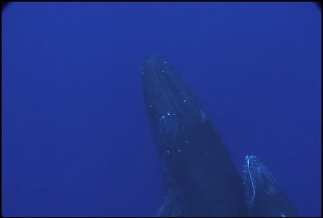 Humpback Whale - ML460641