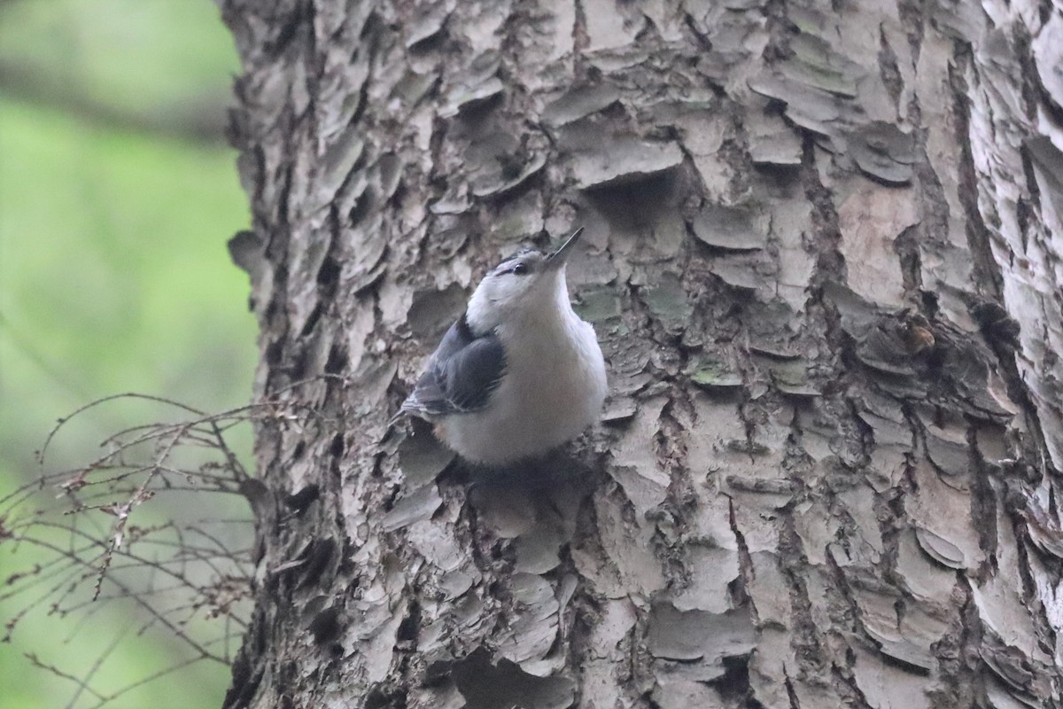 White-breasted Nuthatch - ML460641141