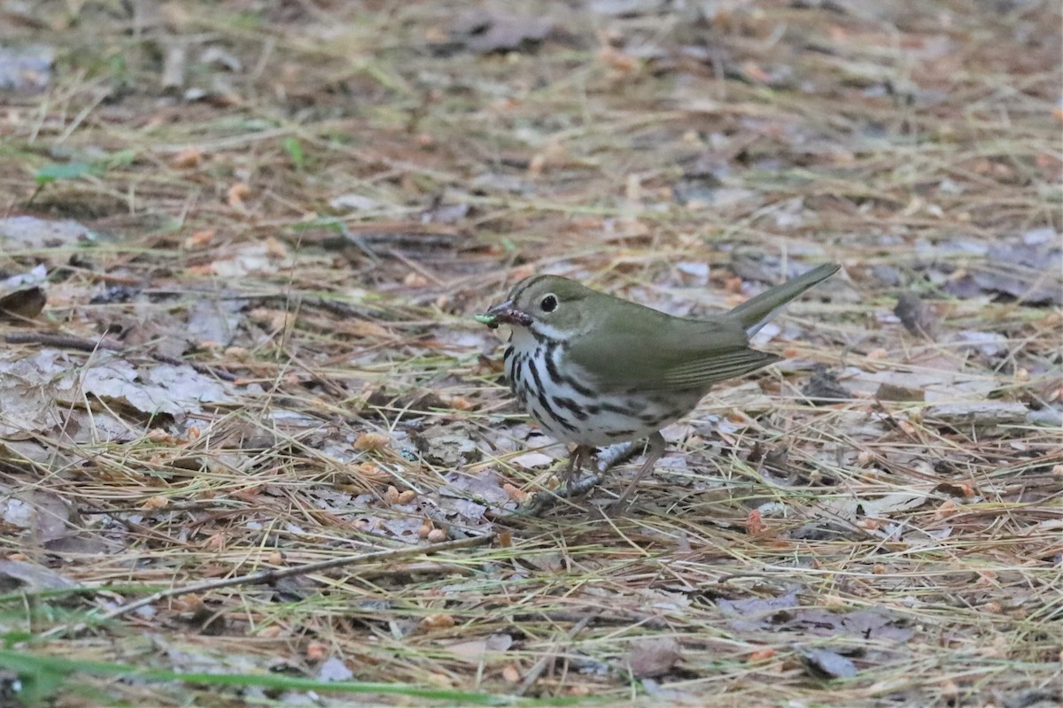 Ovenbird - ML460641151