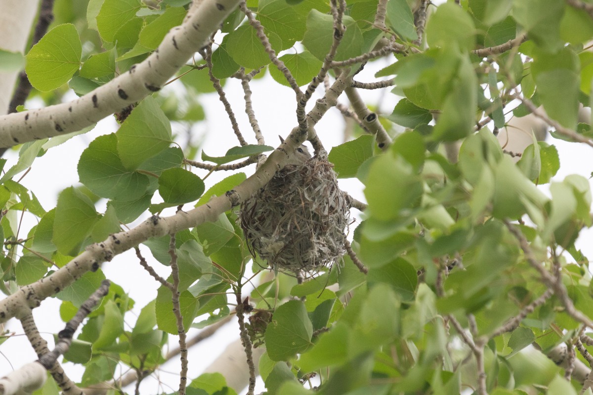 Warbling Vireo - ML460641451