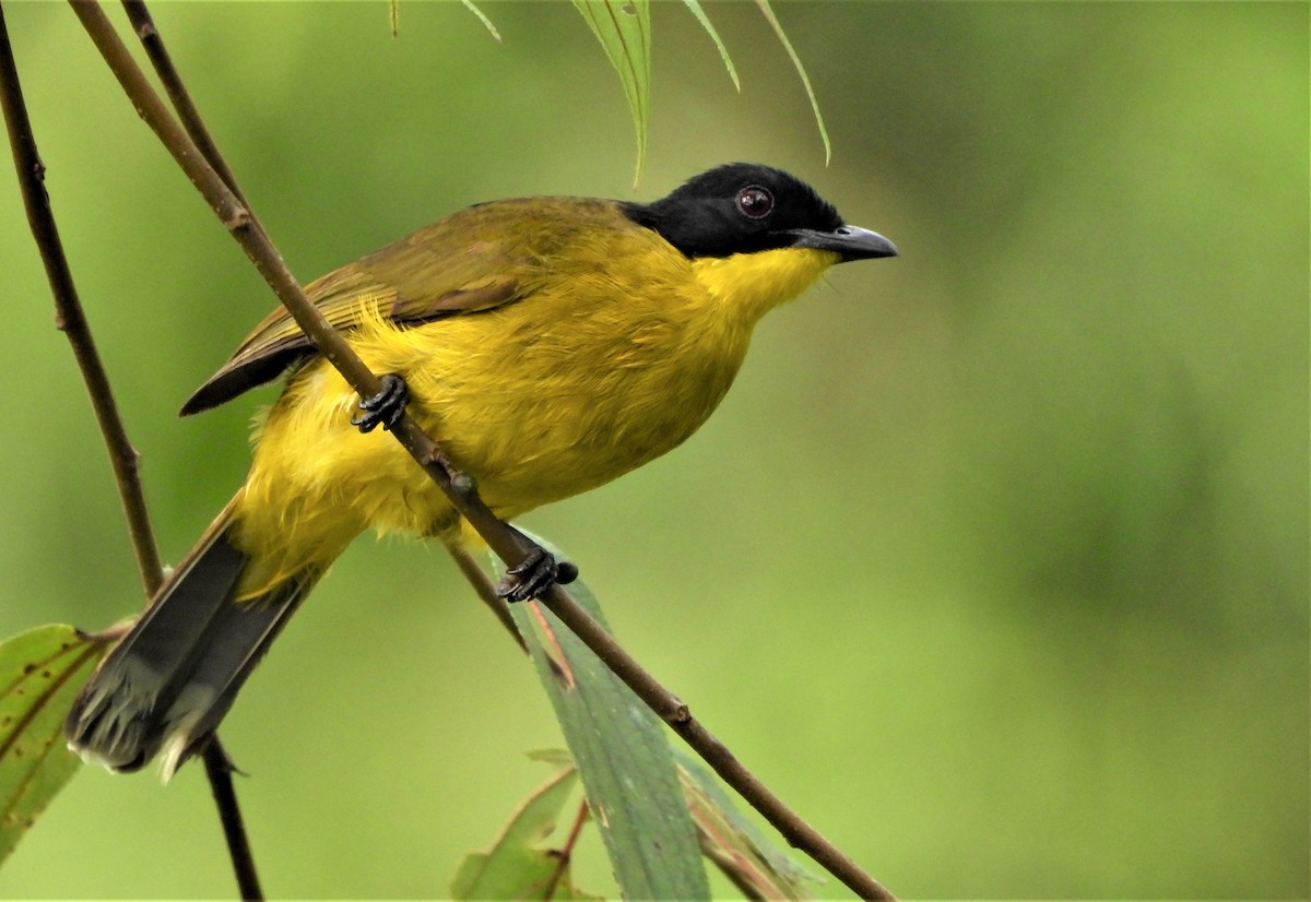 Black-capped Bulbul - ML460642291