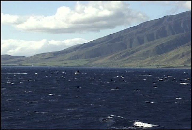 Humpback Whale - ML460643