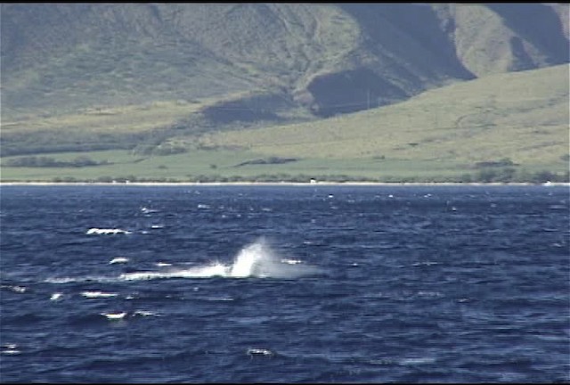 Humpback Whale - ML460644