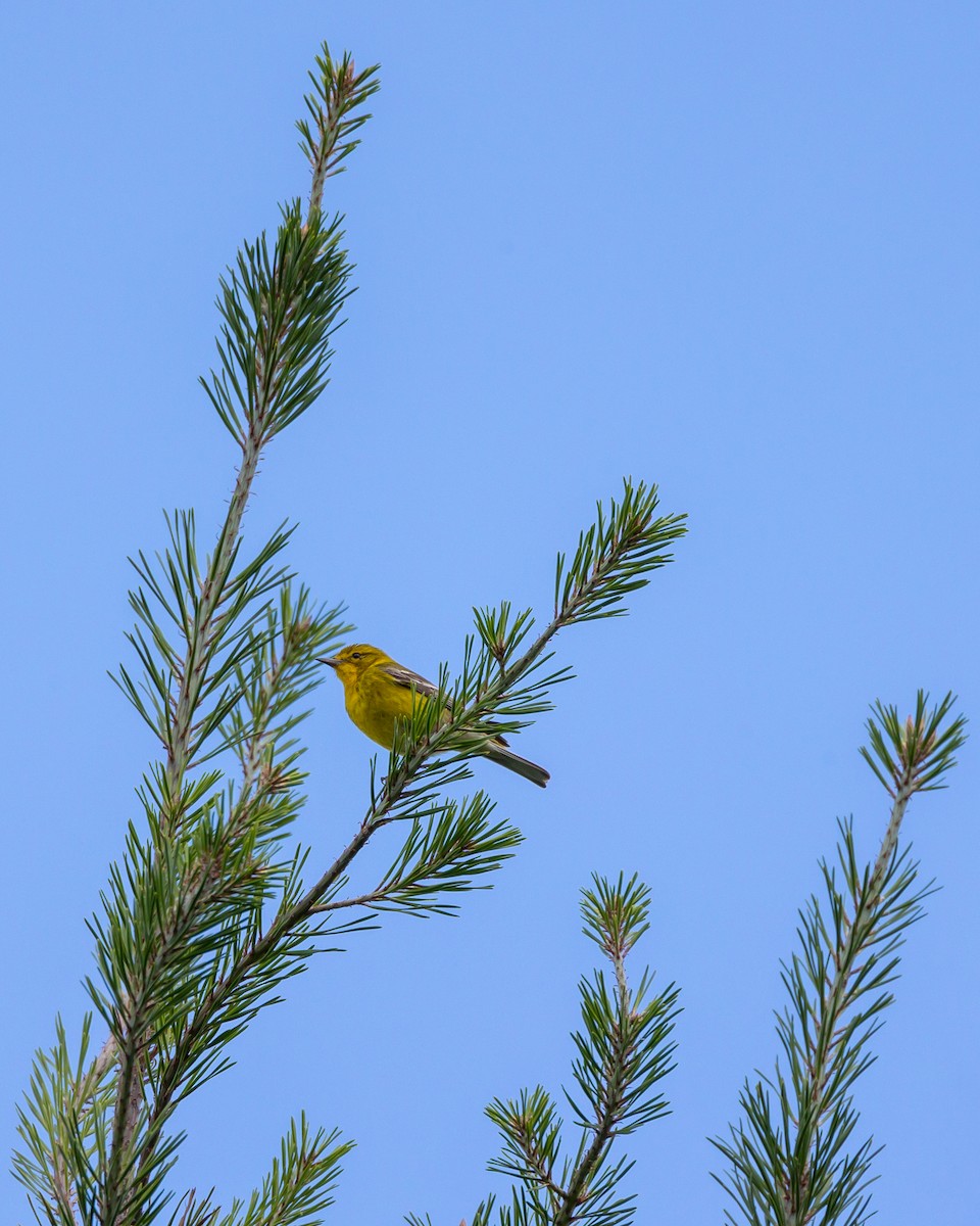 Pine Warbler - ML460644201