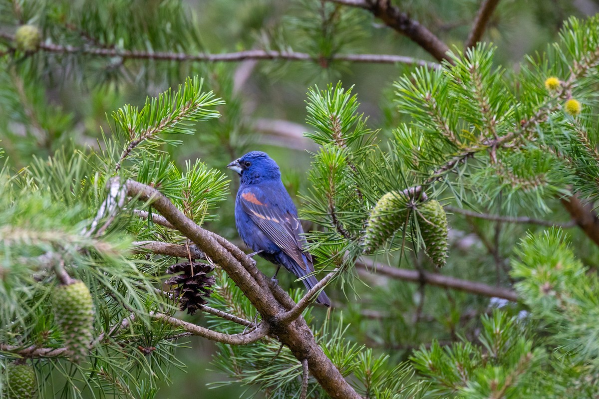 Blue Grosbeak - ML460644221