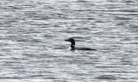 Common Loon - ML460644621