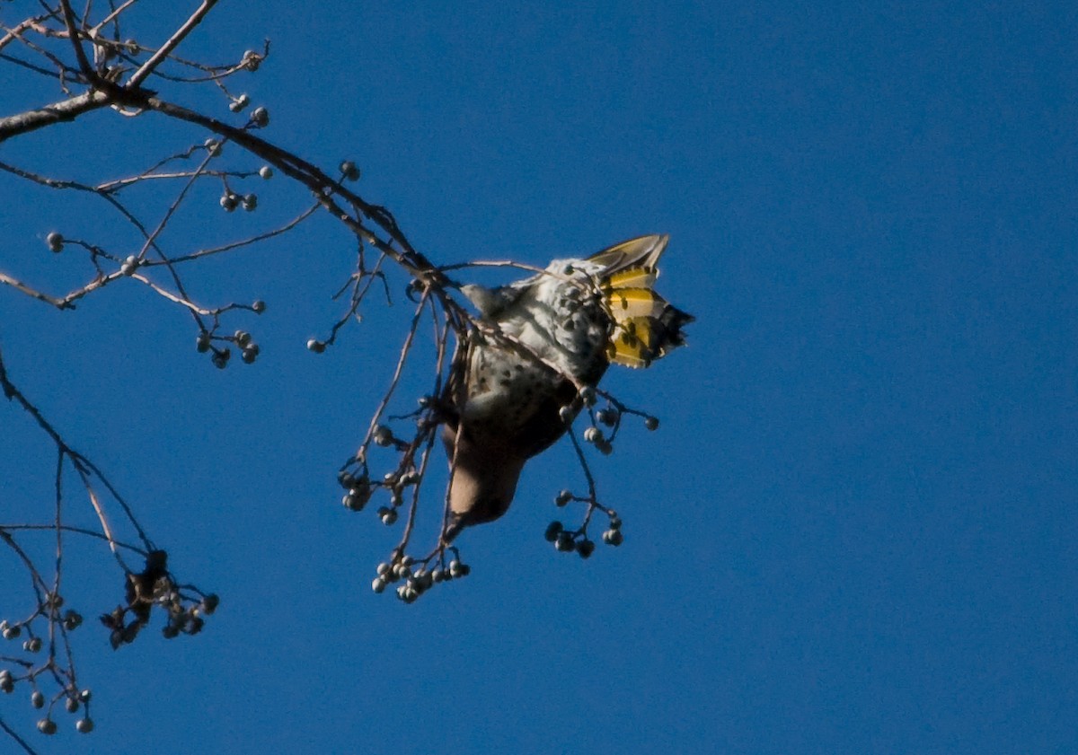 Northern Flicker (Yellow-shafted) - ML46064491