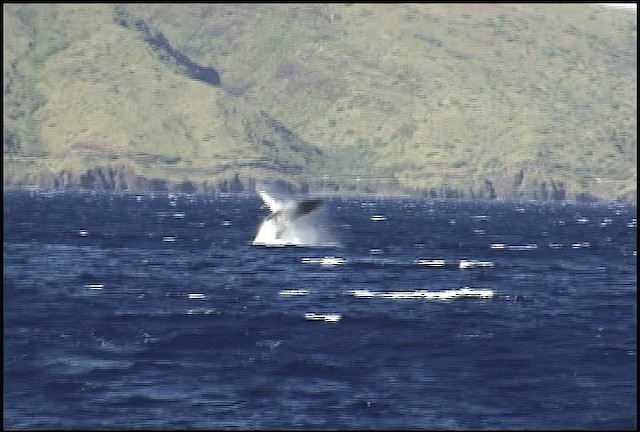 Humpback Whale - ML460645